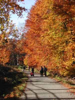 chemins de terre